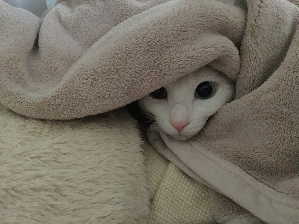 可愛い猫の顔文字まとめ ฅ ๑ D ๑ ﾆｬｧｧｧﾝ オッドアイ白猫とマンチカンのブログ