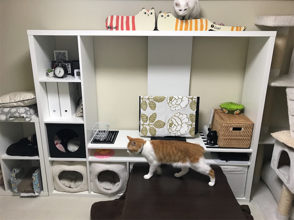 猫のお部屋のインテリア計画18 ホワイトインテリア 猫カフェ風のインテリアにしたい オッドアイ白猫とマンチカンのブログ