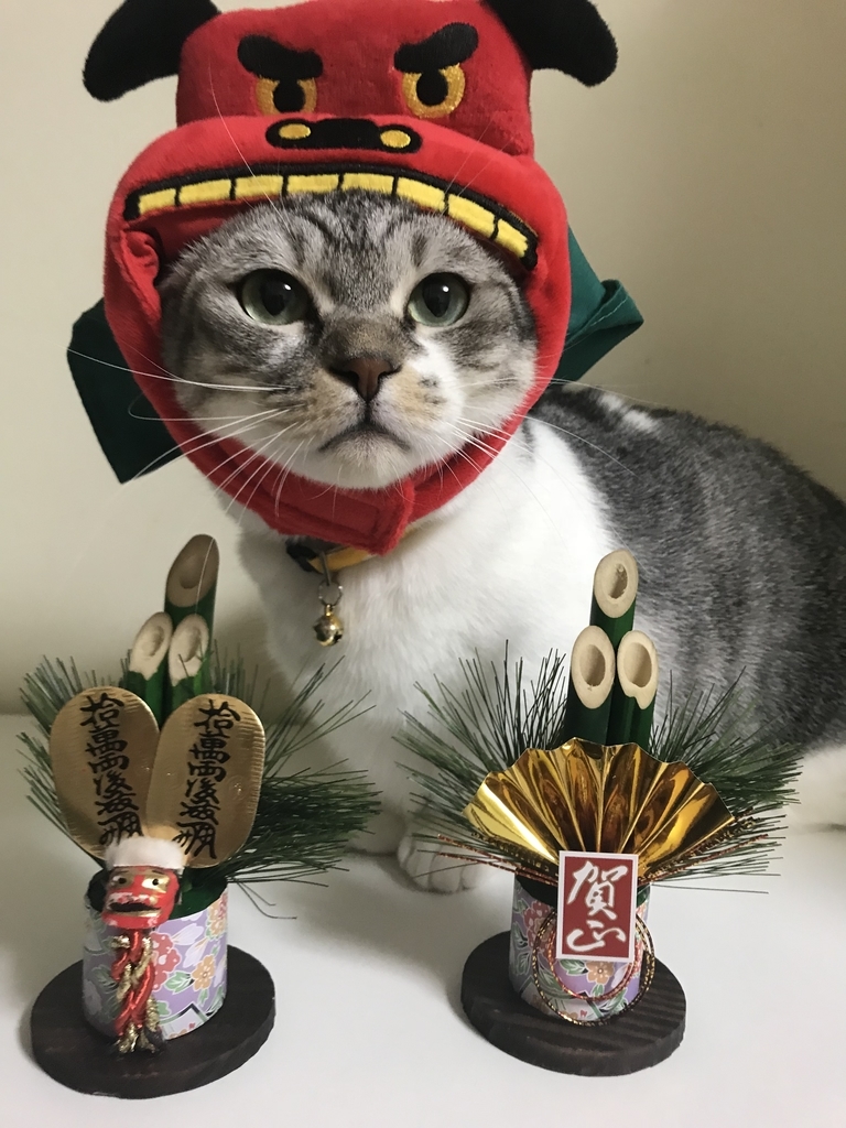 お正月コスプレ かぶりもの猫の写真集19 獅子舞猫 オッドアイ白猫とマンチカンのブログ お正月コスプレ かぶりもの猫の写真集19 獅子舞猫 オッドアイ白猫とマンチカンのブログ