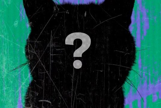 Twitter猫の日アンバサダー に参加しました オッドアイ白猫とマンチカンのブログ